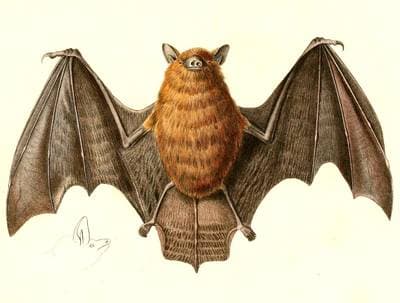 Greater Mouse-eared Bat