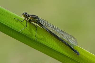 Large Redeye