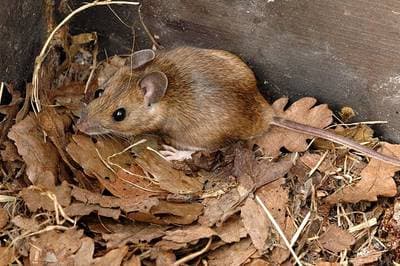 Yellow-necked Mouse