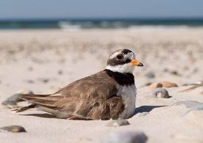 Common Ringed Plover