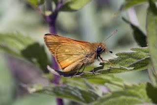 Large Skipper