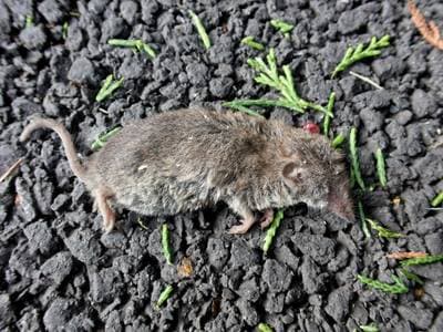 Greater White-toothed Shrew