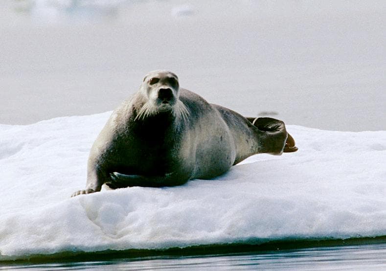 Bearded Seal — 1/3
