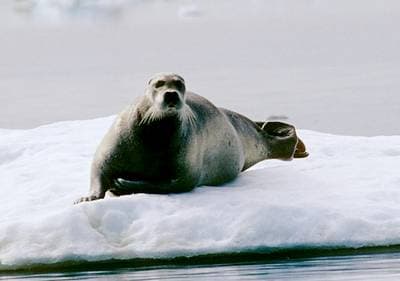 Bearded Seal
