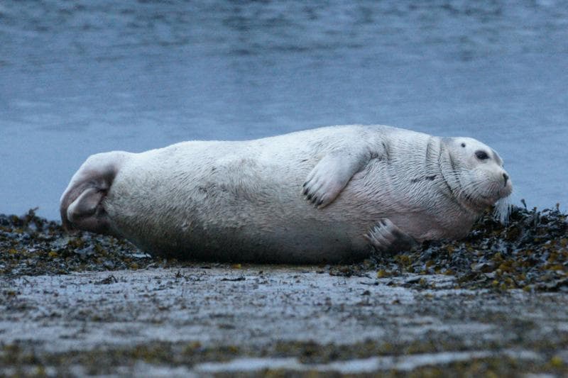 Bearded Seal — 2/3