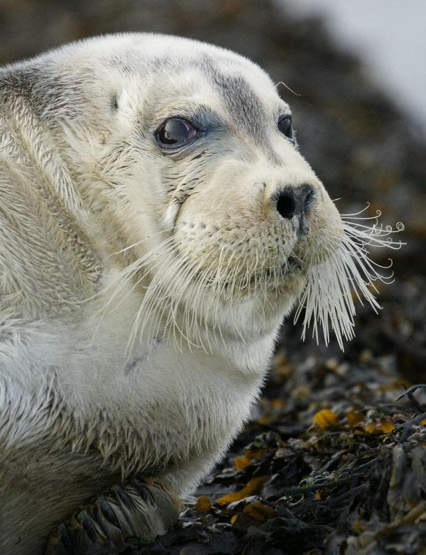 Bearded Seal — 3/3