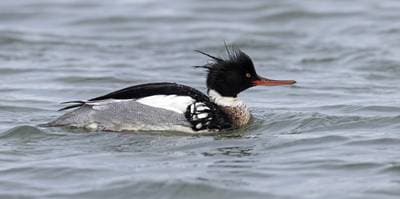 Common Merganser