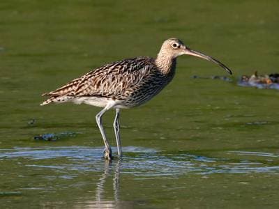 Eurasian Curlew