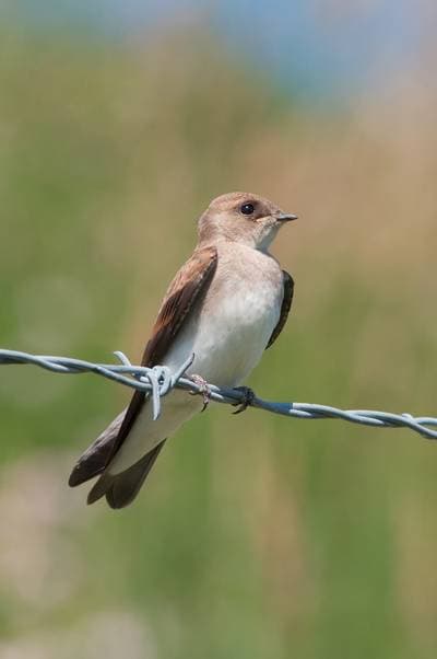 Northern Rough-winged Swallow