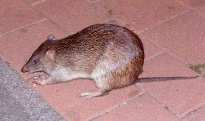 Brindled Bandicoot
