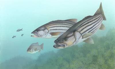Striped Bass