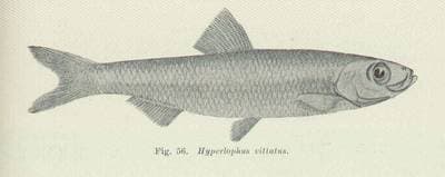 Whitebait