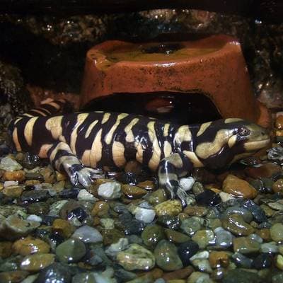Barred Tiger Salamander