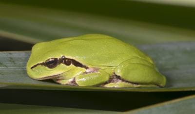 Stripeless Treefrog