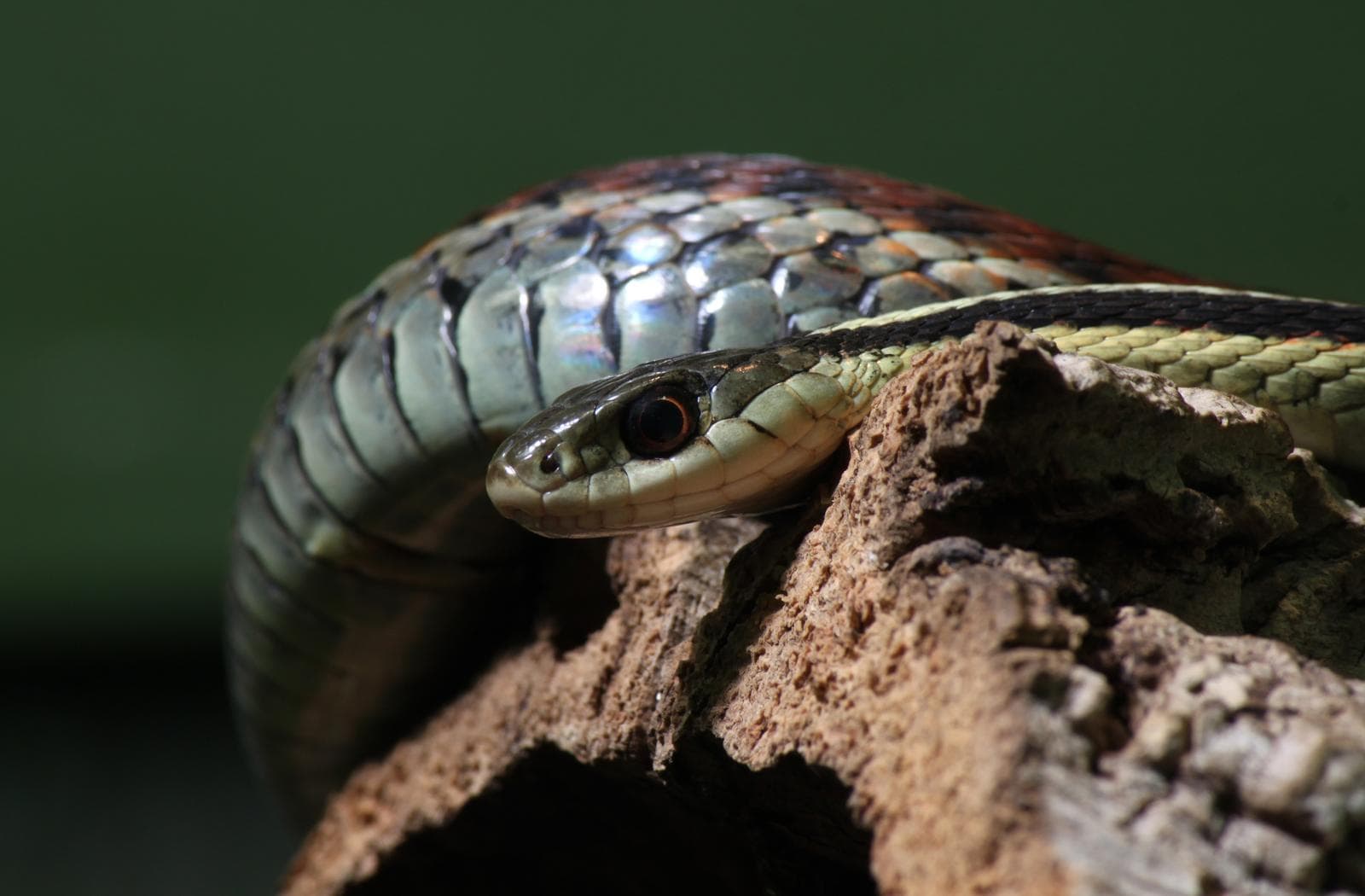 Common Gartersnake — 2/3