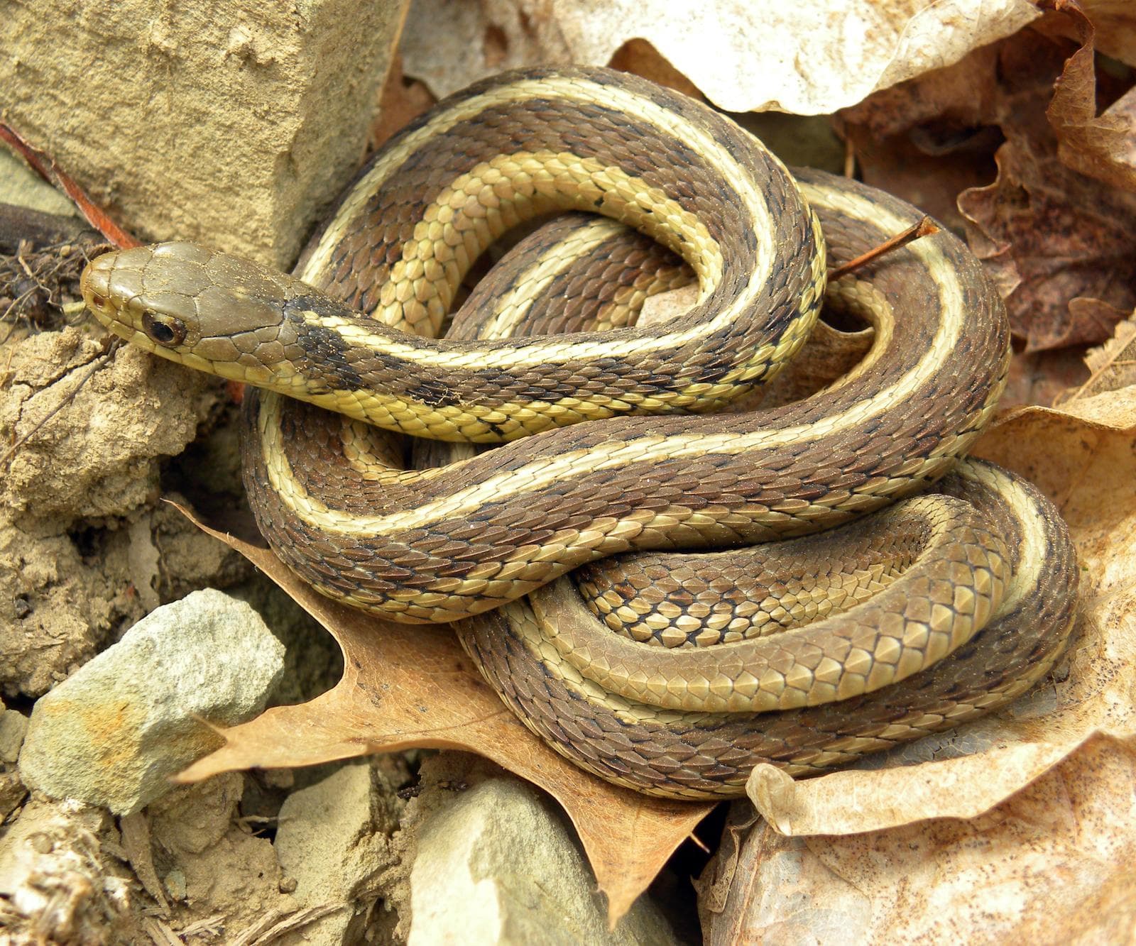 Common Gartersnake — 1/3