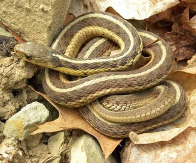 Common Gartersnake