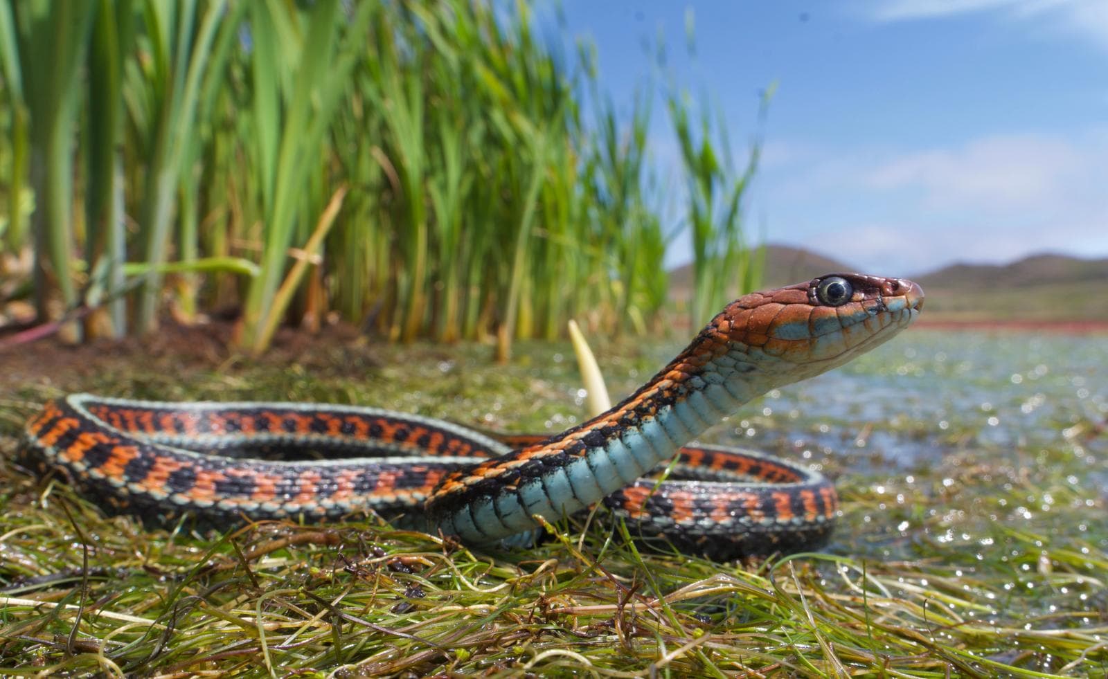Common Gartersnake — 3/3