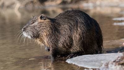 Coypu