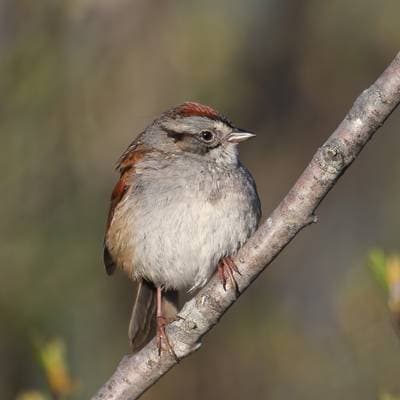 Swamp Sparrow