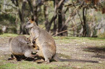 Swamp Wallaby