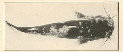 Black Bullhead