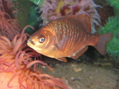 Black perch