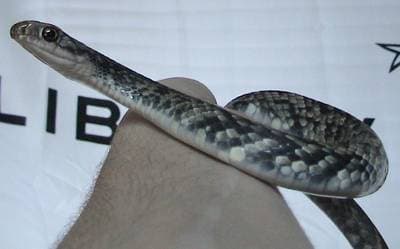 Black Racer
