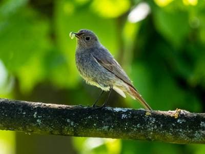 Black Redstart
