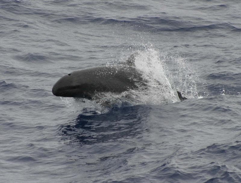 False Killer Whale — 1/3