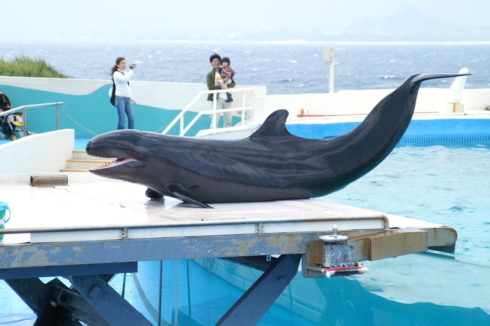 False Killer Whale — 2/3