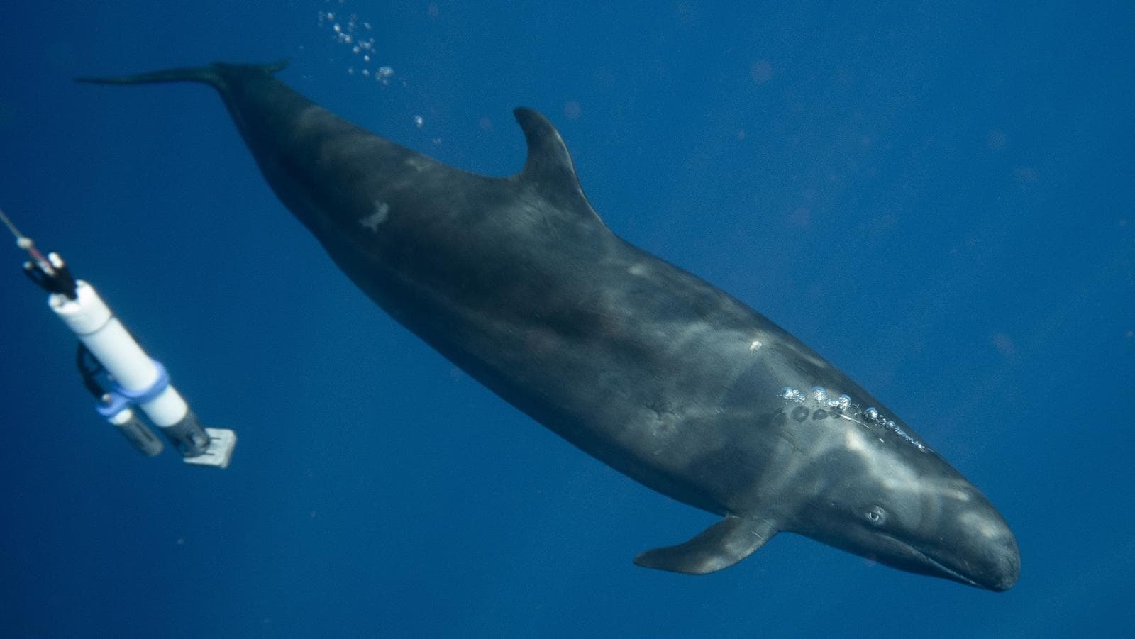 False Killer Whale — 3/3