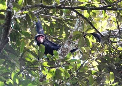 Black Spider Monkey