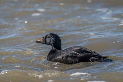 Black Scoter