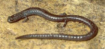 Blackbelly Slender Salamander