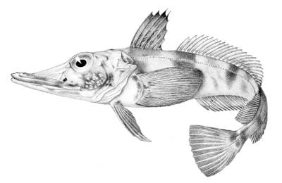 Blackfin Icefish