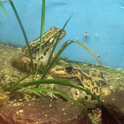 Dark-spotted Frog