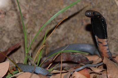 Black-Necked Spitting Cobra