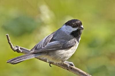Black-Capped Chickadee