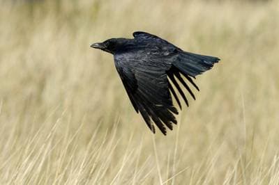Carrion Crow