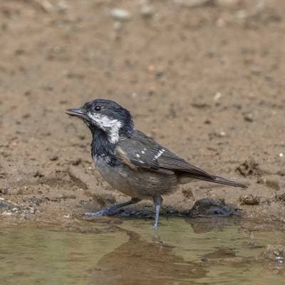 Coal Tit