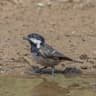 Coal Tit
