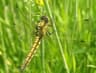 Black-Tailed Skimmer