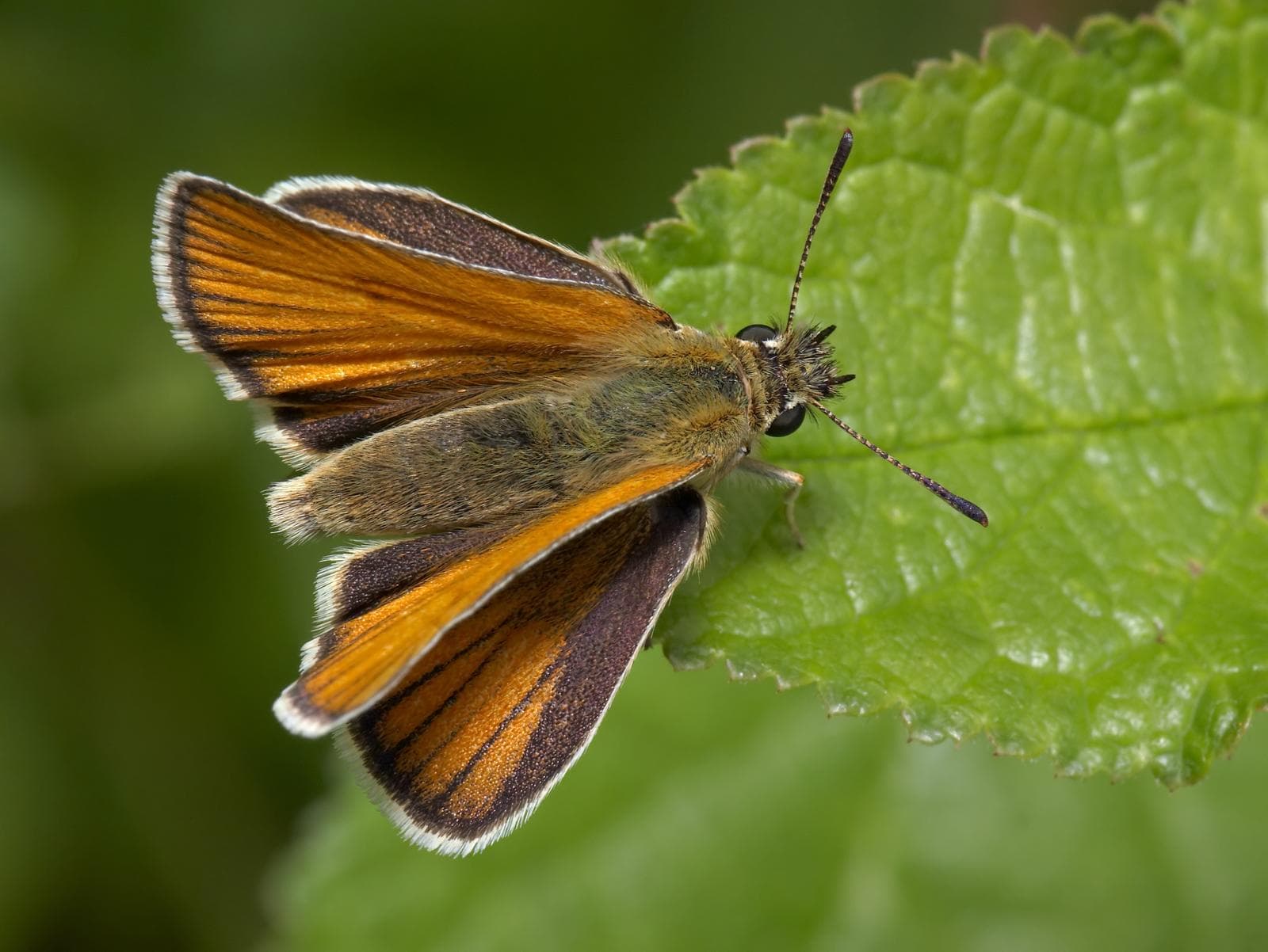 Essex Skipper — 1/3