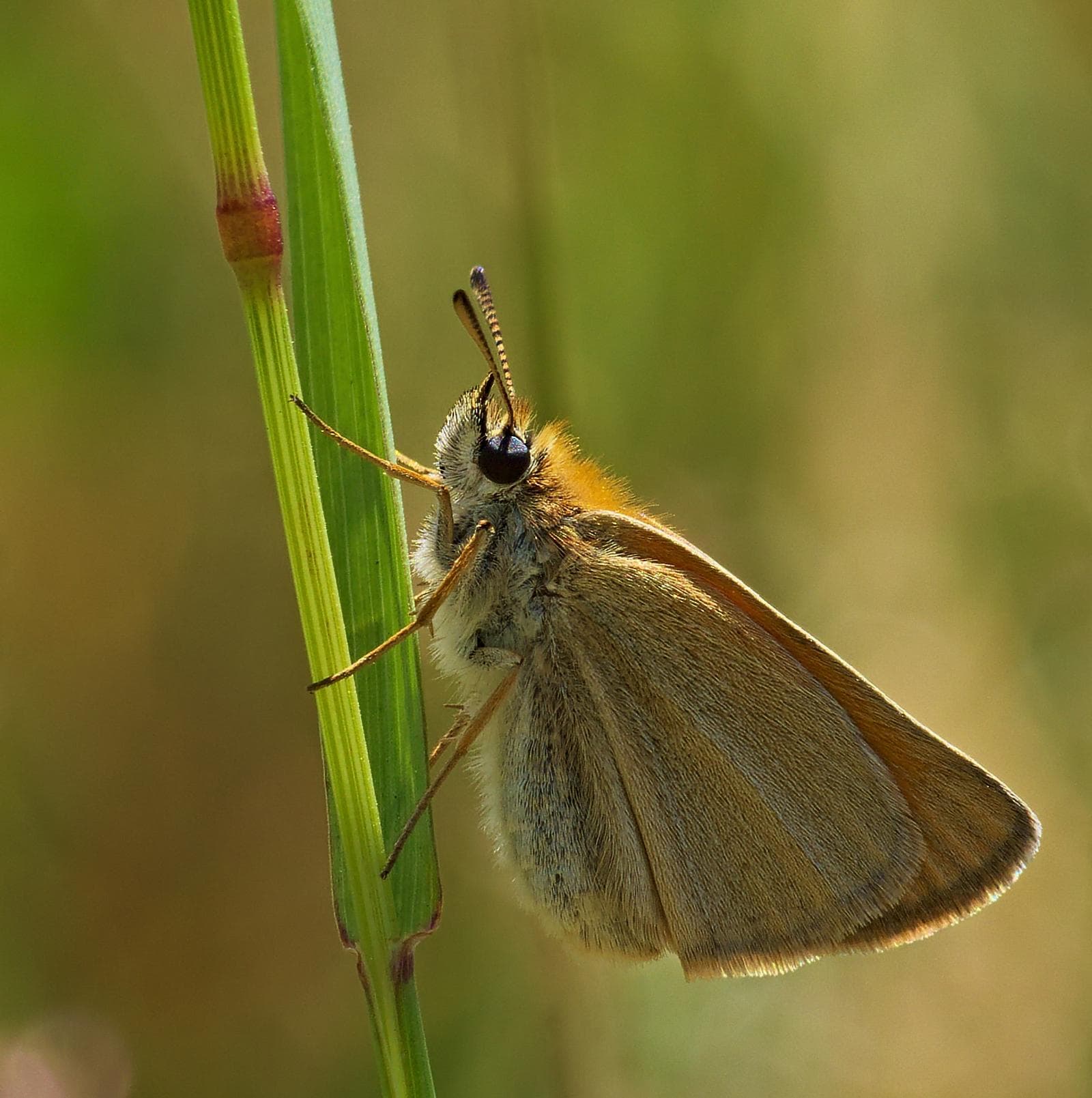 Essex Skipper — 2/3