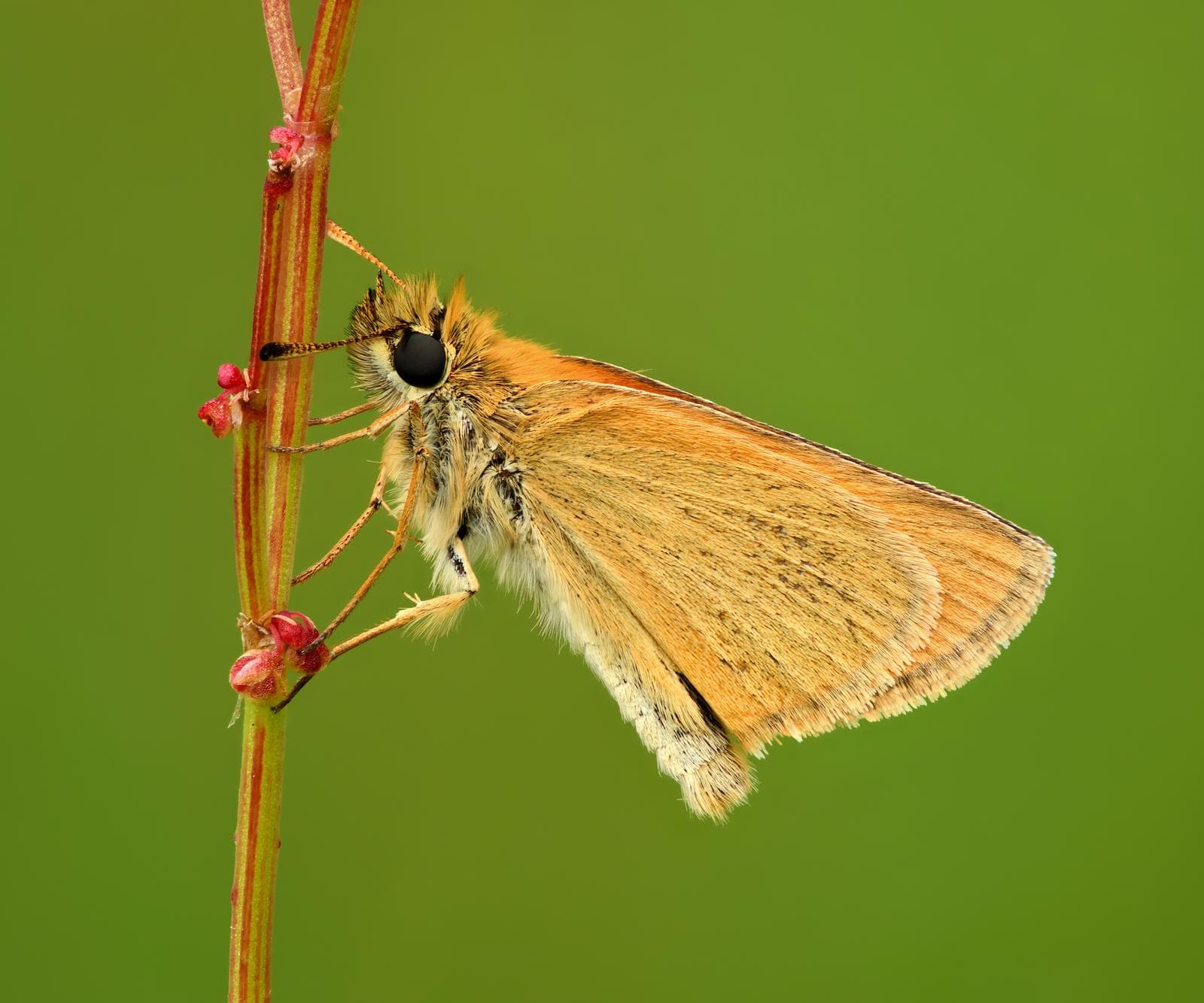 Essex Skipper — 3/3