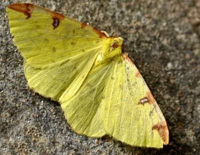 Brimstone Moth