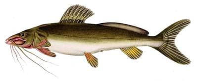 Pale catfish, South American catfish