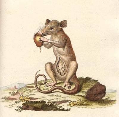 Common Opossum