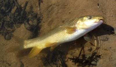 Mediterranean barbel